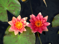 Pink and redish water lily flower