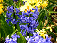 Hyacinth flowers