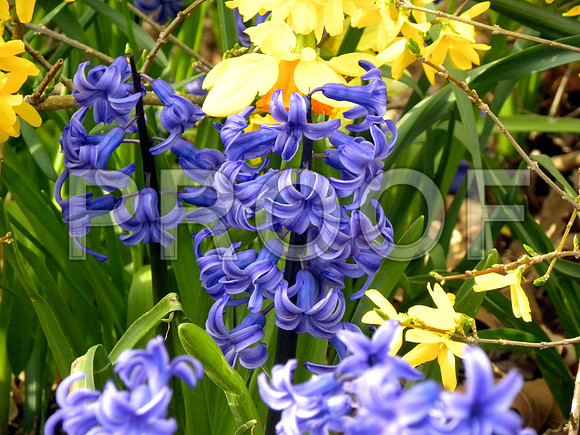Hyacinth flowers