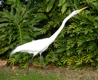 A white crane
