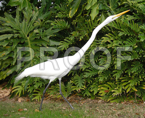 A white crane
