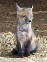 Wildlife