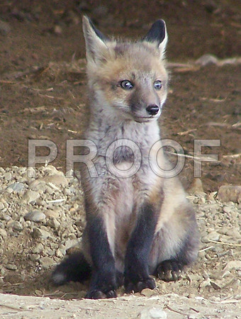 A Fox cub in a abandonded farm