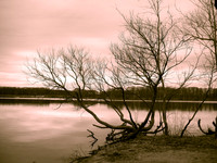 I took this photo at Mercer County Park in NJ.The photo color is a mix of Sepia and Black and white