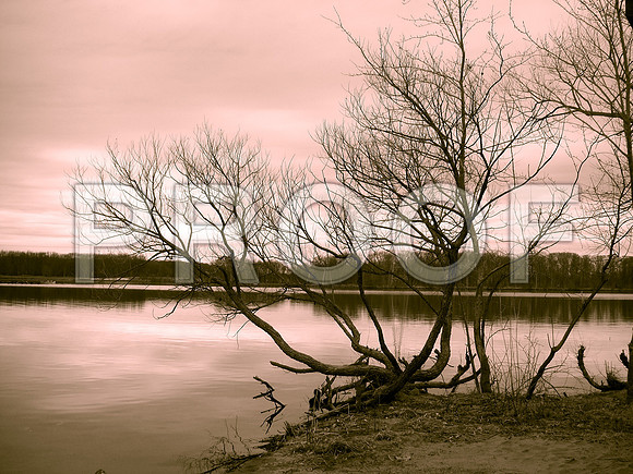 I took this photo at Mercer County Park in NJ.The photo color is a mix of Sepia and Black and white