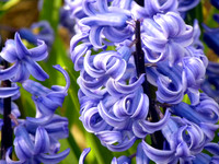A close up of a Hyacinth flower