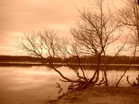 I took this photo at Mercer County Park in NJ.The photo color is Sepia