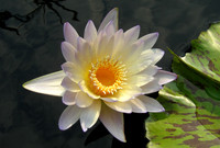 White water lily flower
