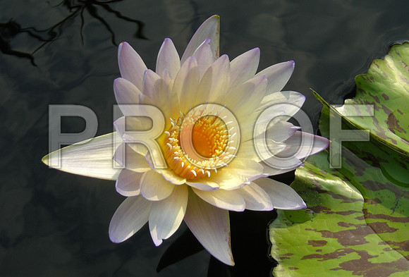 White water lily flower