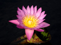 Pink water lily flower