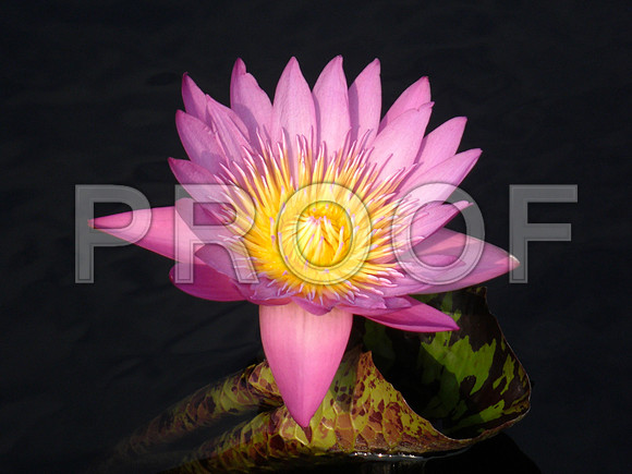 Pink water lily flower
