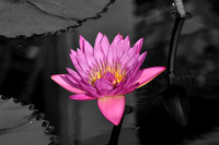 Black and White/ Color Pop