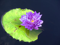 Purple water lily flower