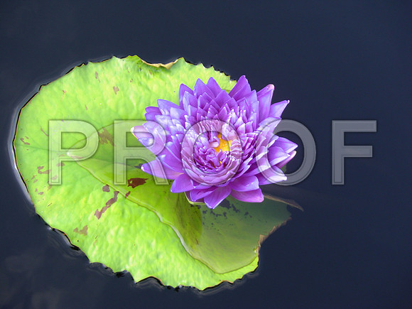 Purple water lily flower