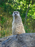 A Meerkat on sentry duty I see you!  :)
