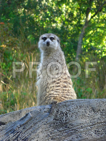 A Meerkat on sentry duty I see you!  :)