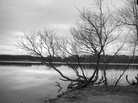 I took this photo at Mercer County Park in NJ.The photo is Black and white